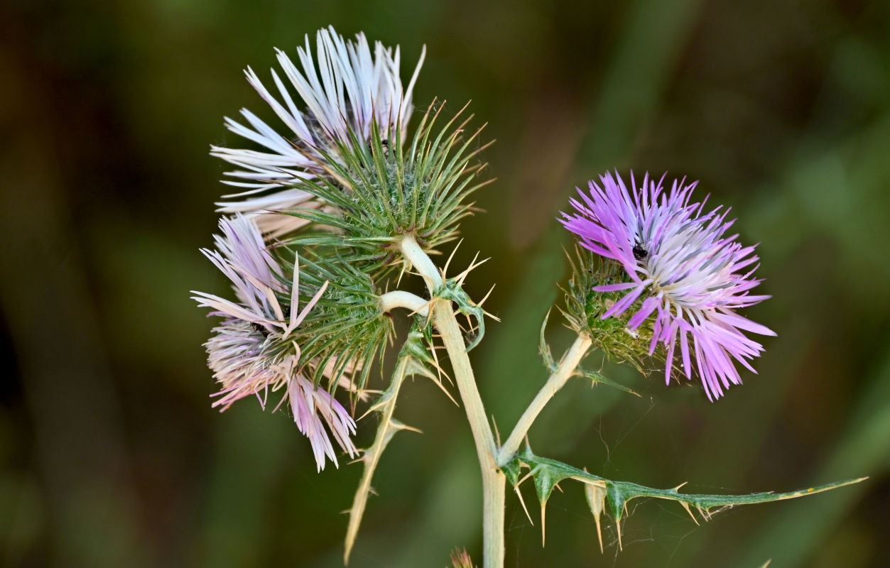 Изображение особи Galactites tomentosus.