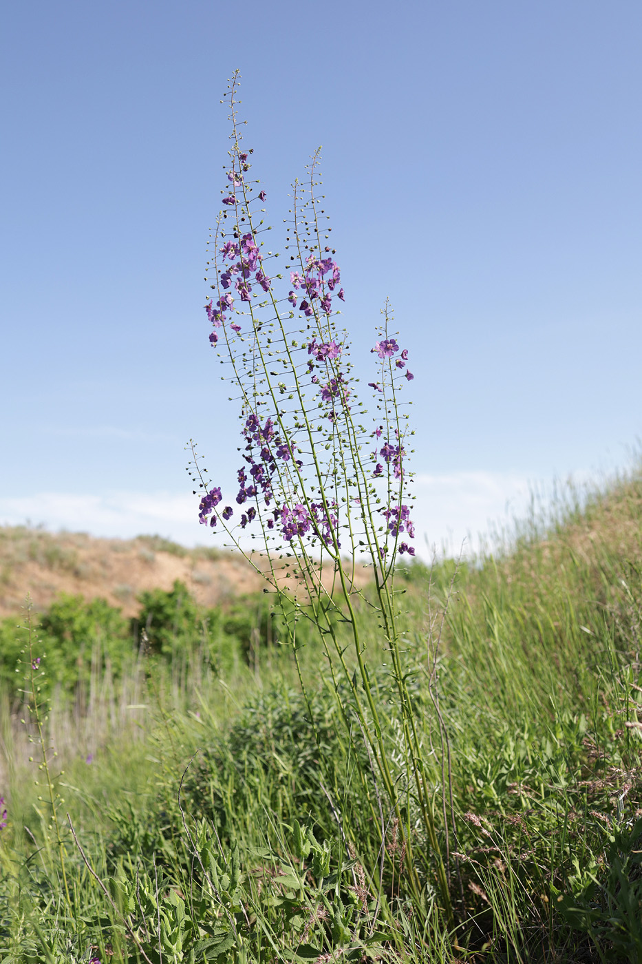 Изображение особи Verbascum phoeniceum.