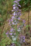 Salvia sclarea. Часть соцветия. Турция, ил Артвин, дер. Багджилар (Bağcılar), открытое место у края зарослей. 12 июня 2026 г.