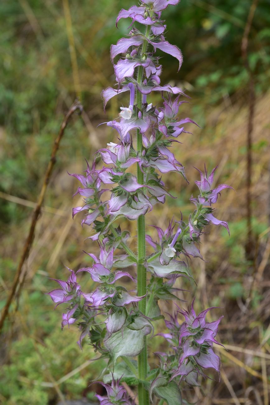 Изображение особи Salvia sclarea.