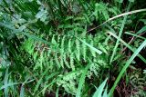Thelypteris palustris. Вайи. Московская обл., Серпуховский р-н, окр. дер. Скрёбухово, черноольшанник. 21.08.2026.