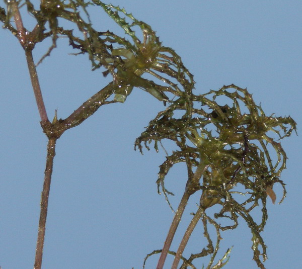 Image of Caulinia minor specimen.