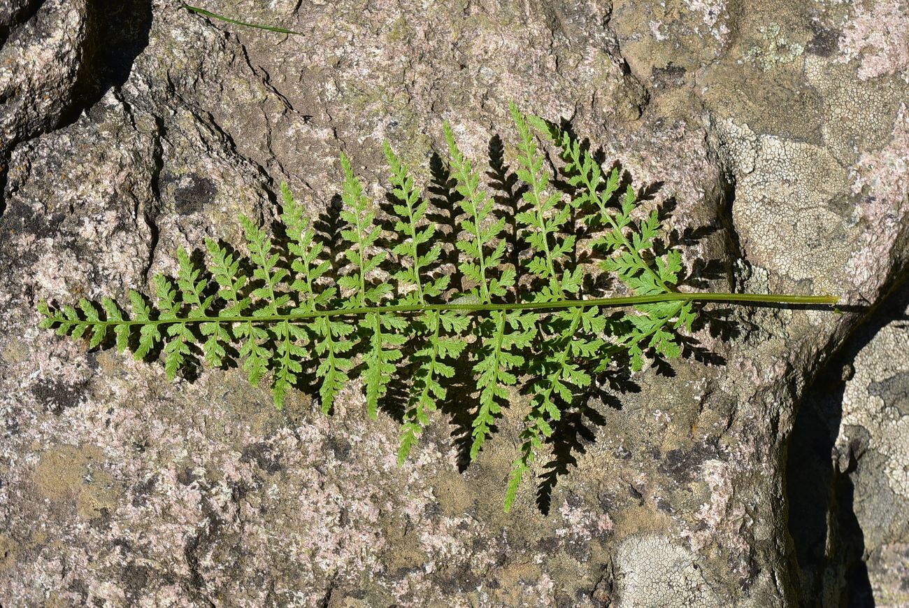 Image of Unknown species specimen.