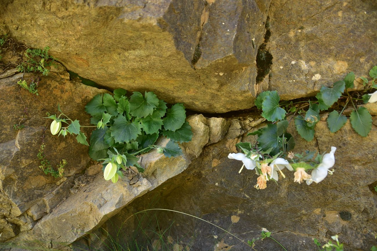 Изображение особи род Campanula.