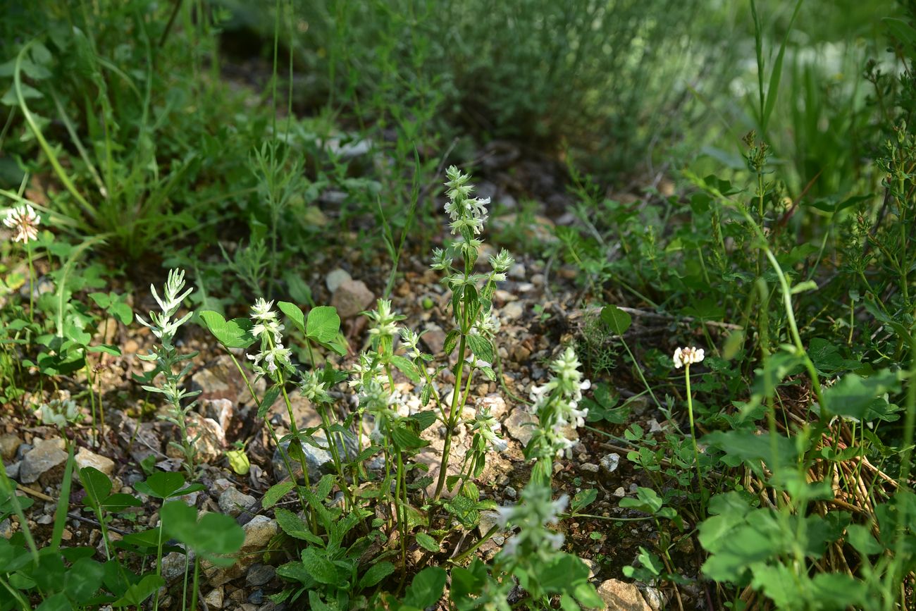 Image of Unknown species specimen.