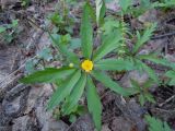 Anemone ranunculoides