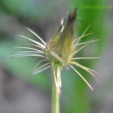 Pulsatilla × kissii. Плод. Приморский край, Уссурийский гор. округ, окр. с. Монакино, край оврага в широколиственном лесу. 28.05.2011.