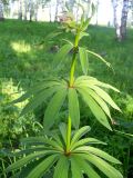 Lilium pilosiusculum