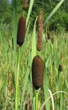 Typha elata. Верхушка побега с соплодием (внизу) и отцветшим мужским соцветием (вверху). Ярославская обл., Гаврило-Ямский р-н, окр. с. Шопша, придорожная низина. 17.07.2010.