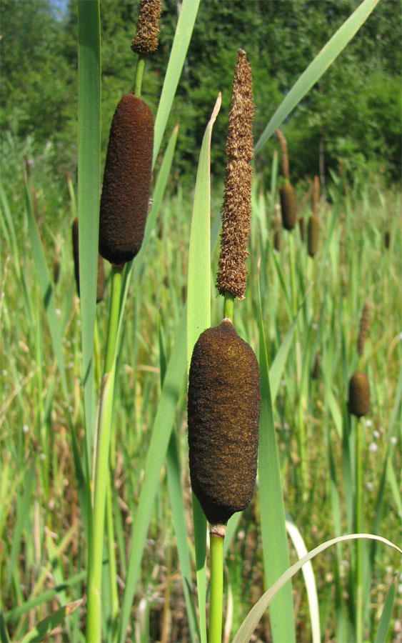 Image of Typha elata specimen.