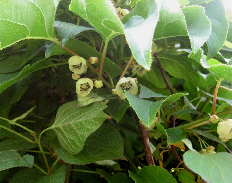 Image of Actinidia arguta specimen.