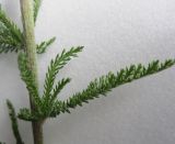 Achillea millefolium