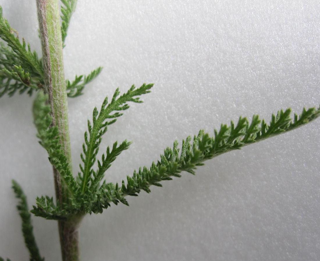 Image of Achillea millefolium specimen.