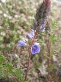 Veronica capsellicarpa. Верхушка побега с соцветием. Крым, Черноморский р-н, Тарханкут, урочище Джангуль. 2 мая 2011 г.