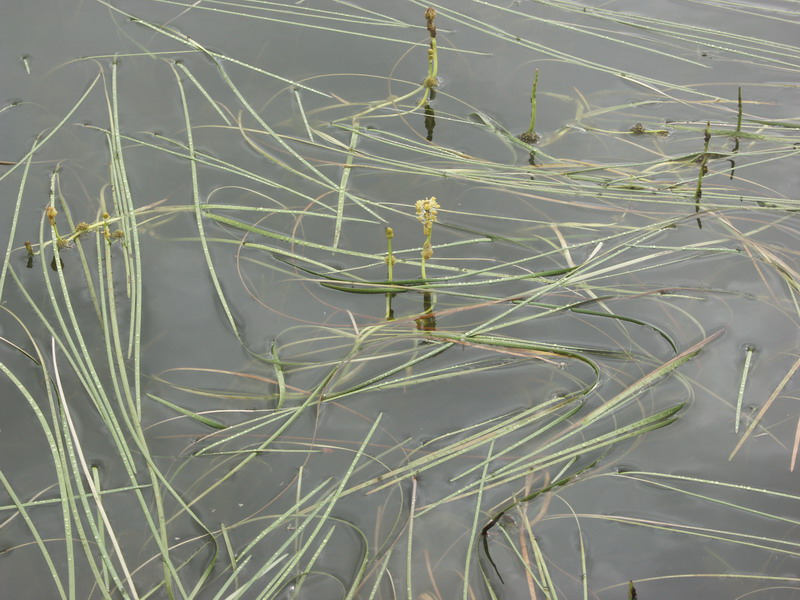 Image of Sparganium gramineum specimen.