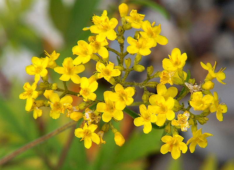 Изображение особи Patrinia rupestris.