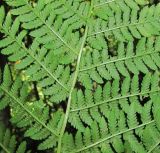 Athyrium filix-femina