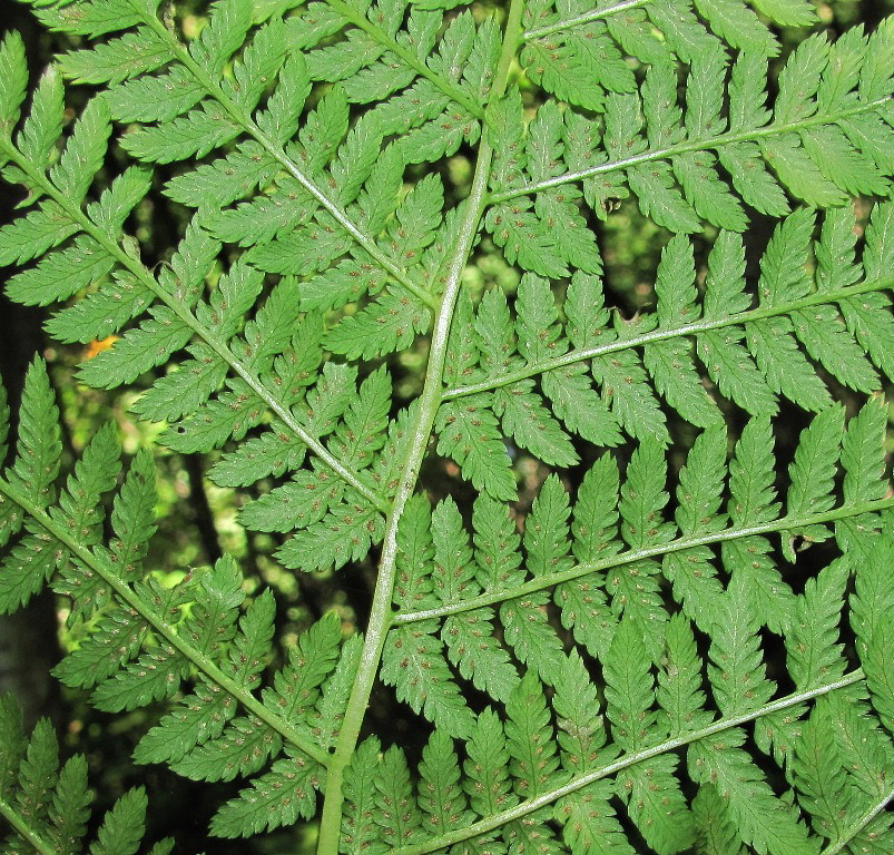 Image of Athyrium filix-femina specimen.