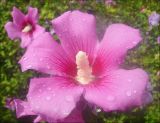 Hibiscus syriacus. Цветок. Краснодарский край, Черноморское побережье Кавказа, г. Новороссийск, в культуре. 14.08.2011.