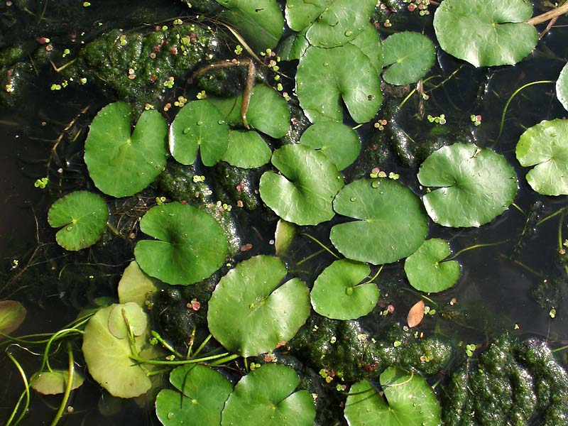 Image of Nymphoides peltata specimen.