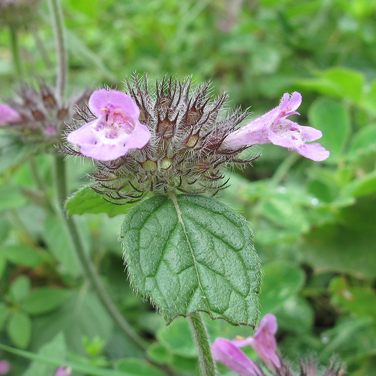 Image of Clinopodium caucasicum specimen.