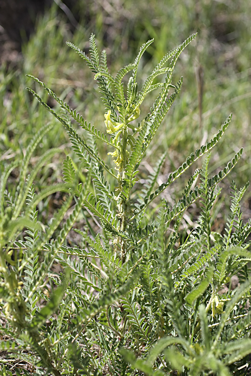 Изображение особи Astragalus turkestanus.