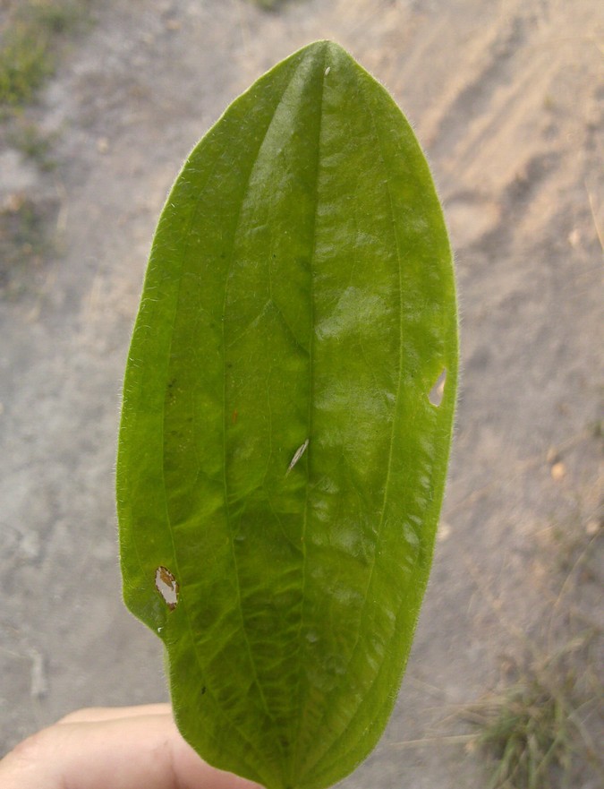 Image of Plantago urvillei specimen.