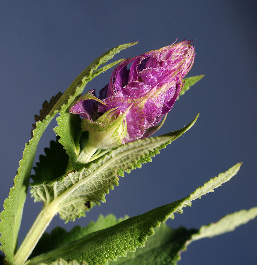 Изображение особи Salvia tesquicola.