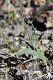 Allium carolinianum. Зацветающее растение. Южный Казахстан, Таласский Алатау, ущелье Коксай. 20.07.2010.