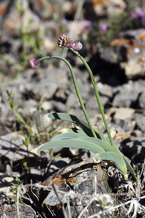 Image of Allium carolinianum specimen.