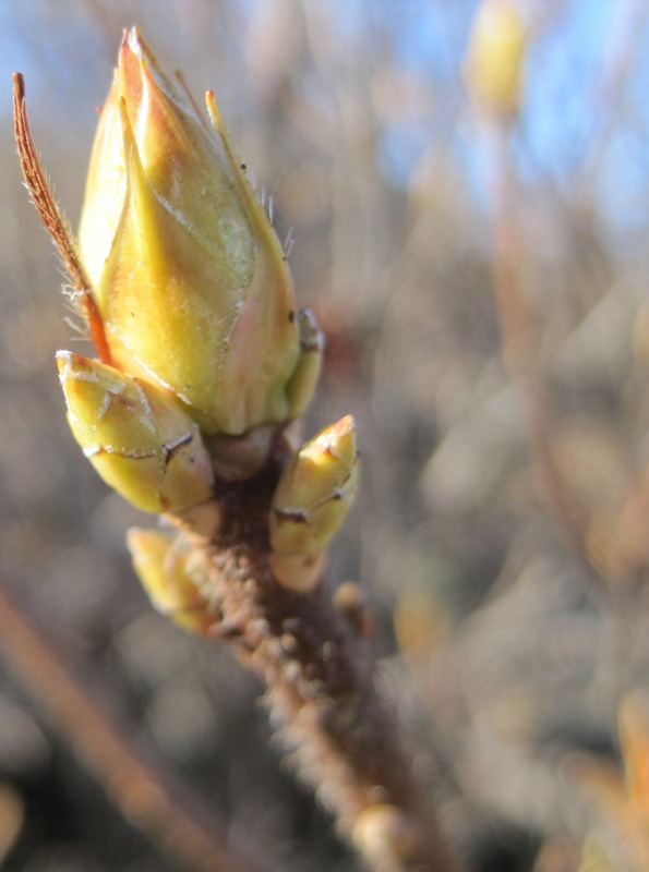 Image of Rhododendron luteum specimen.
