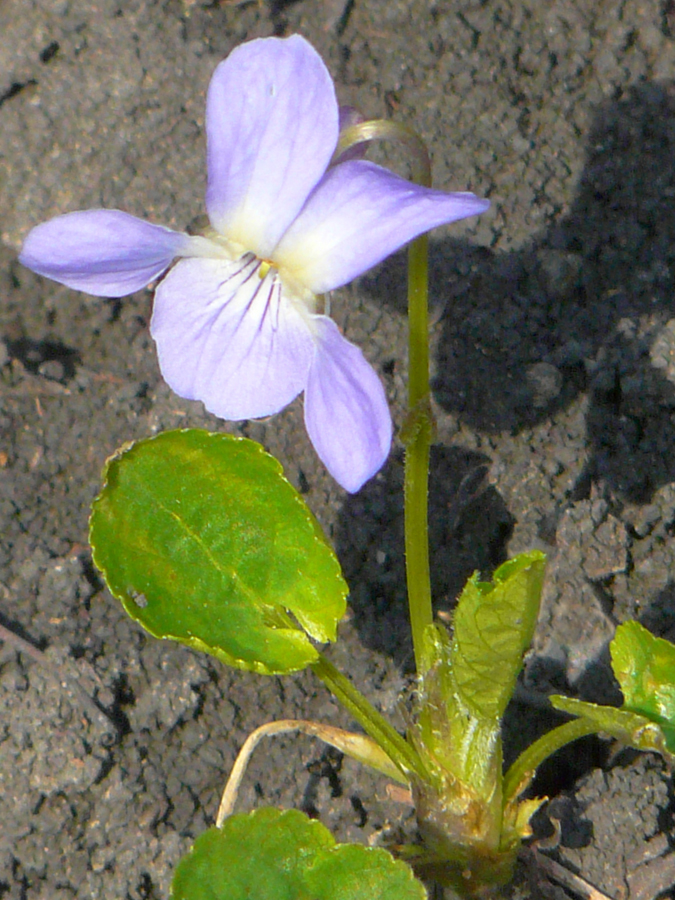 Изображение особи Viola dehnhardtii.