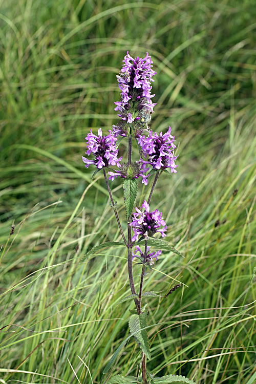 Изображение особи Betonica betoniciflora.