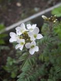 Cardamine bipinnata