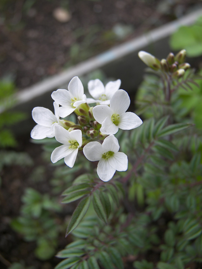 Image of Cardamine bipinnata specimen.