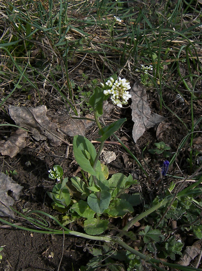 Image of Microthlaspi perfoliatum specimen.