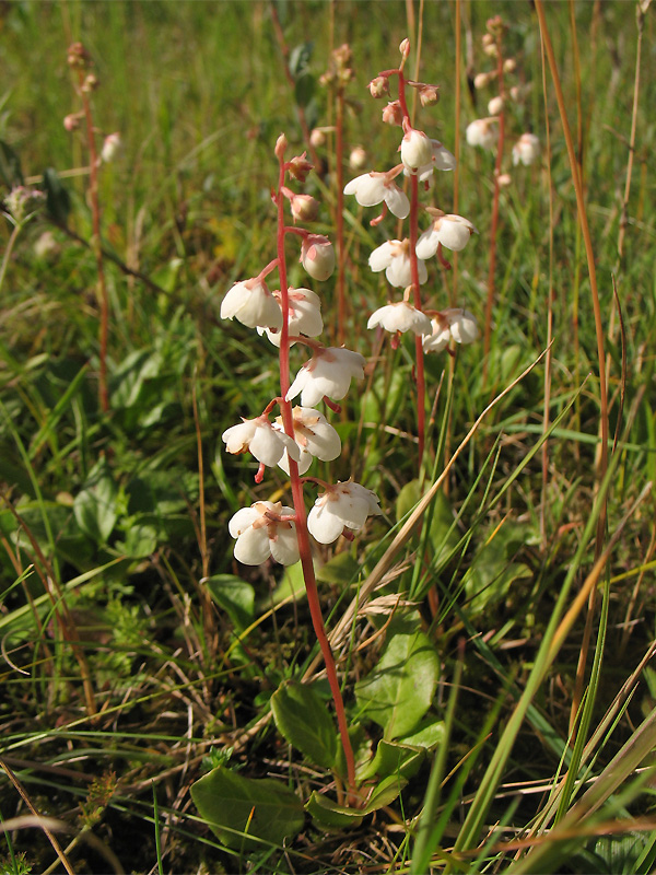 Изображение особи Pyrola rotundifolia ssp. maritima.