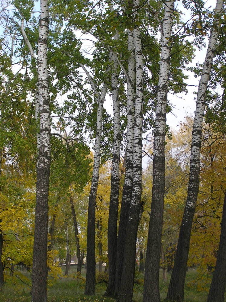 Изображение особи Populus alba.