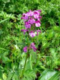 Pedicularis chamissonis