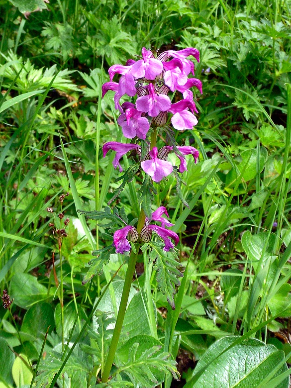 Image of Pedicularis chamissonis specimen.