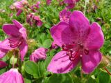 Rhododendron camtschaticum