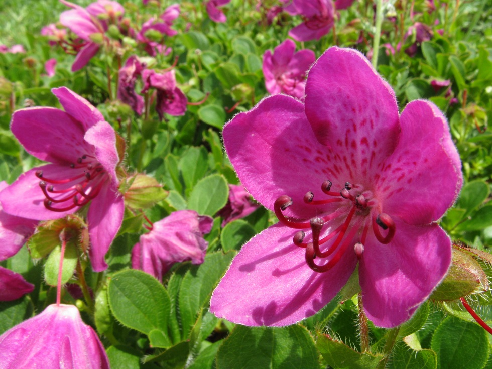 Изображение особи Rhododendron camtschaticum.