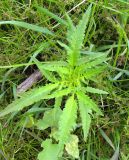 Bidens × polakii. Молодое вегетативное растение среди Cyperus fuscus и Echinochloa crusgalli. Астрахань, о. Городской 15.08.2011.