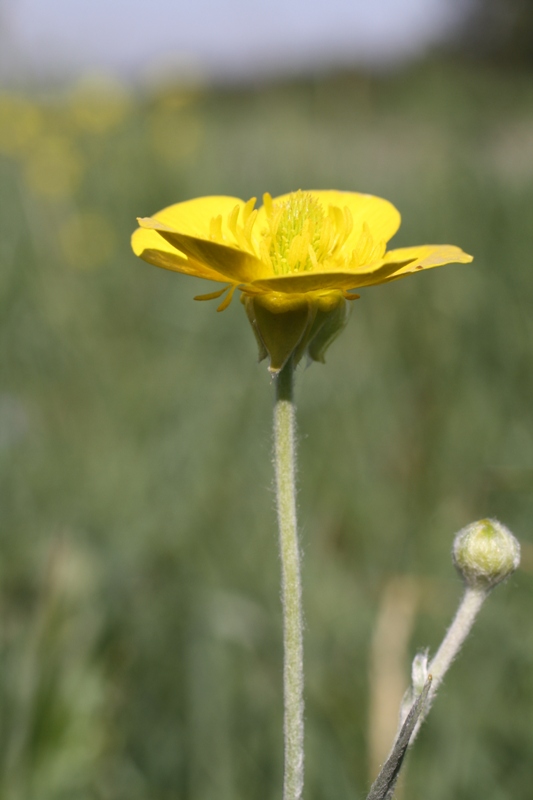 Image of Ranunculus illyricus specimen.