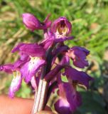 род Orchis