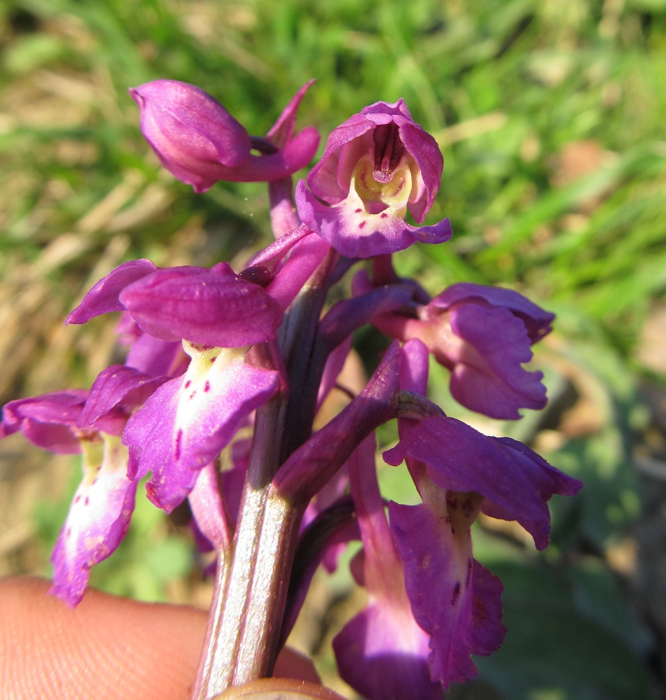 Изображение особи род Orchis.