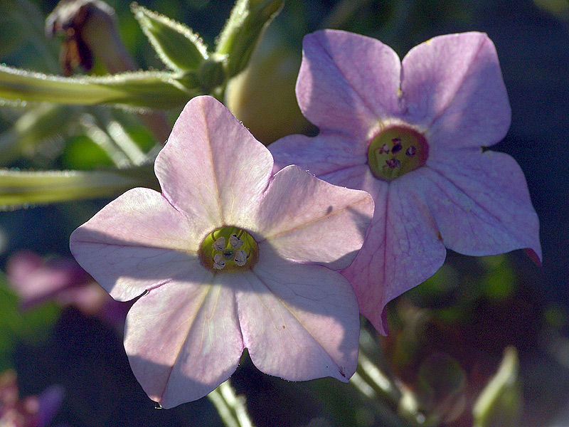 Изображение особи Nicotiana alata.