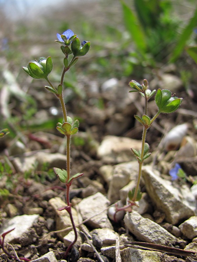 Изображение особи Veronica triphyllos.