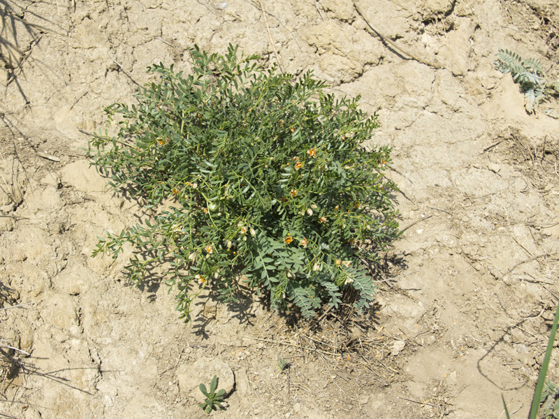 Image of Zygophyllum pinnatum specimen.