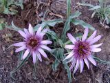 Tragopogon collinus